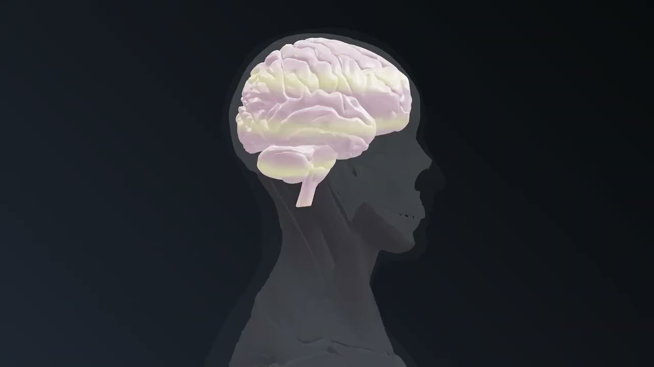 Visualisasi 3D kepala dan otak manusia yang bisa dikupas per lapisan, hasil Argon nyatuin data dari tiga repository open source